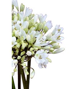Agapanthus white heaven 70 - AGASPA