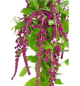 Amaranthus caud rosary 80 - AMACAUROS