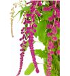 Amaranthus caud rosary 80 - AMACAUROS2