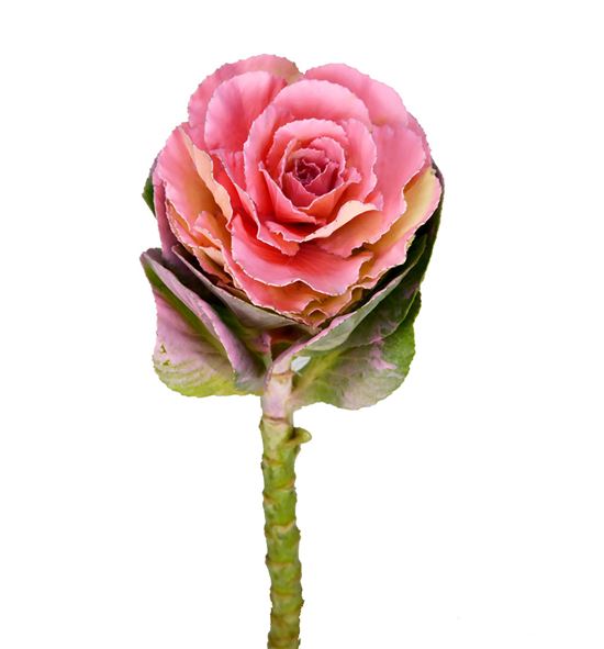 Brassica teñido rosa 60 x5 - BRATINROS