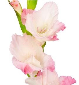 Gladiolo rosa - GLAROS