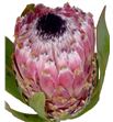 Protea barbigera 50 - PROBAR1