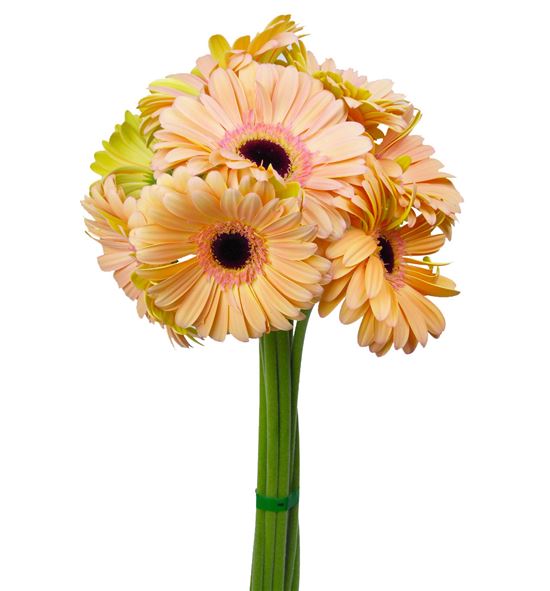 Gerbera alliance 50 x10 - GERALL