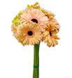 Gerbera alliance 50 x10 - GERALL