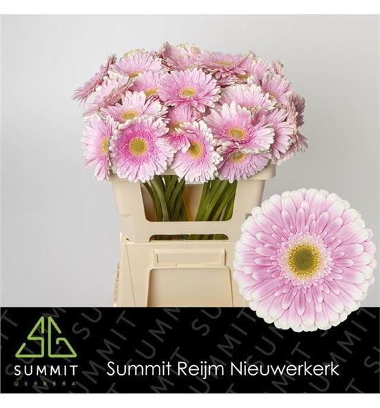 Gerbera maxime 50 x10 - GERMAX