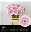 Gerbera maxime 50 x10 - GERMAX