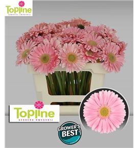 Gerbera plot 50 x10 - GERPLO