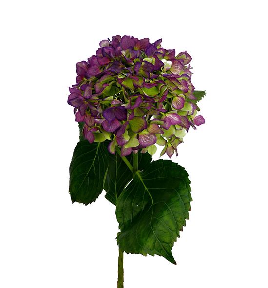 Hydr royal benefit classic 60 - HYDROYBENCLA