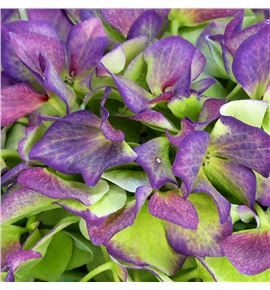 Hydr royal benefit classic 60 - HYDROYBENCLA