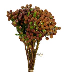 Kaaps berzelia abrotanoides 40 - KAABERARB