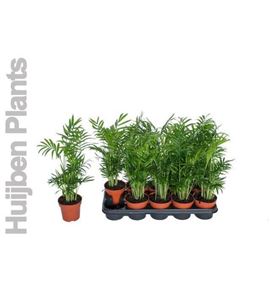 Pl. chamaedora elegans 50cm x10 - CHAELE101250