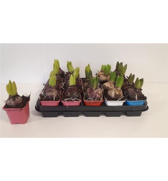 Pl. hyacinthus mixto 4kl 15cm x20 - HYAMIX420715