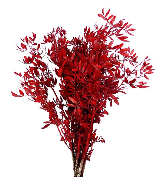 Lentisco rojo a2 - LENROJ