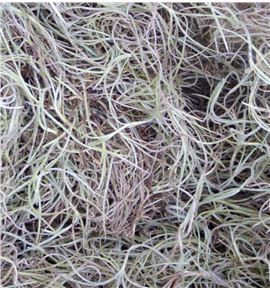 Tillandsia fina caja - TILCAJ