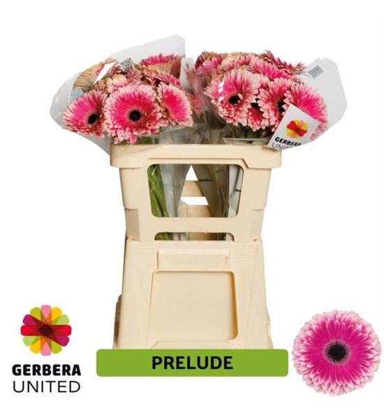 Gerbera prelude 50 x10 - GERPRE50