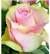 Rosa hol. belle rose 40 - RGRBELROS2