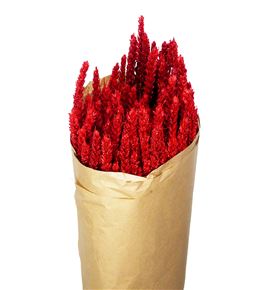 Trigo rojo purpurina - TRIROJPUR