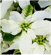 Pl. poinsettia blanca 40cm x7 - POIBLA714401