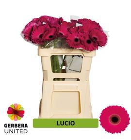 Gerbera lucio 50 x10 - GERBLUC5010