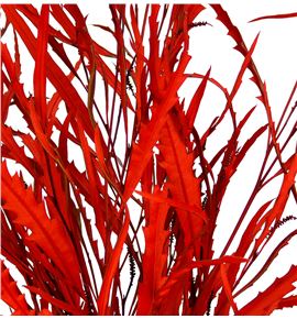 Grevillea rojo - GREROJ