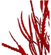 Grevillea rojo - GREROJ2