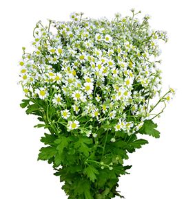 Tanacetum single vegmo 55 - TANSINVEG