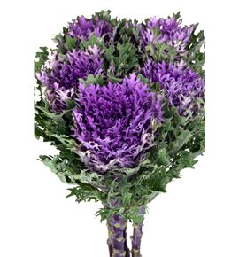 Brassica rizada morada x5 - BRARIZMOR