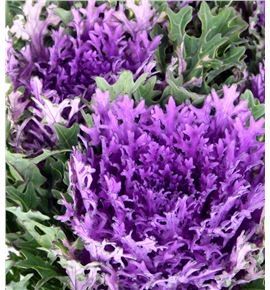 Brassica rizada morada x5 - BRARIZMOR