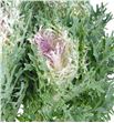 Brassica rizada rosa - BRARIZROS1