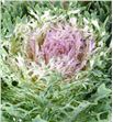 Brassica rizada rosa - BRARIZROS2