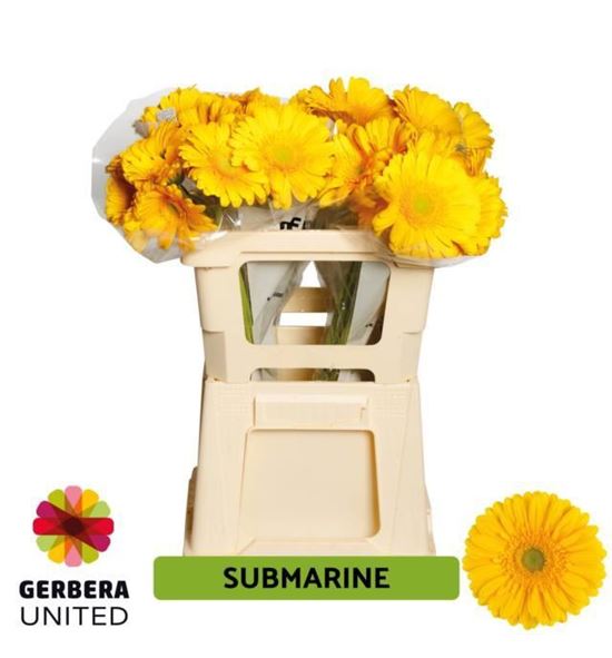 Gerbera submarine 50 x10 - GERSUB5010