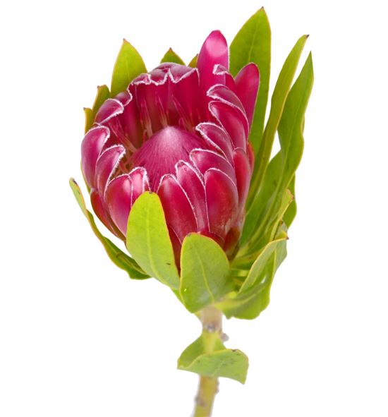 Protea brenda rosa 35 - PROBREROS