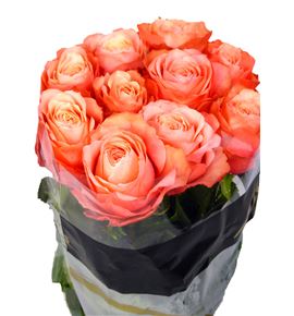 Rosa hol. kahala rosa 40 - RGRKAHROS
