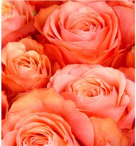 Rosa hol. kahala rosa 40 - RGRKAHROS