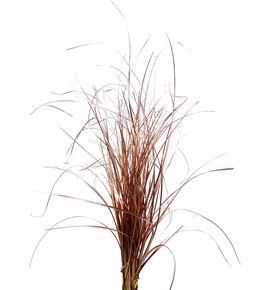 Beargrass cobre - BEACOB