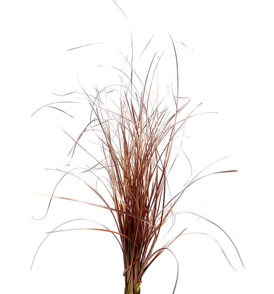 Beargrass cobre - BEACOB