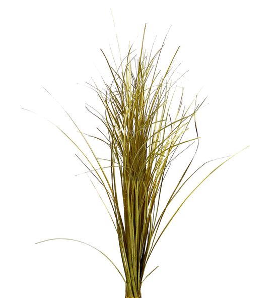 Beargrass oro - BEAORO