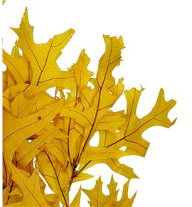 Querqus preservado amarillo - QUEPREAMA
