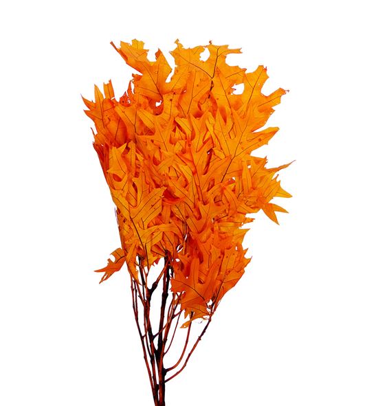 Querqus preservado naranja - QUEPRENAR