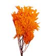Querqus preservado naranja - QUEPRENAR