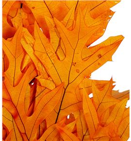 Querqus preservado naranja - QUEPRENAR