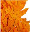 Querqus preservado naranja - QUEPRENAR1