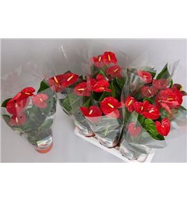 Pl. anthurium jambo red x6 65cm - ANTJAMRED61765