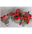 Pl. anthurium jambo red x6 65cm - ANTJAMRED61765