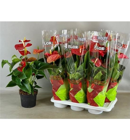 Pl. anthurium michigan x6 65cm - ANTMIC61765