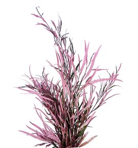 Grevillea rosa - GREROS