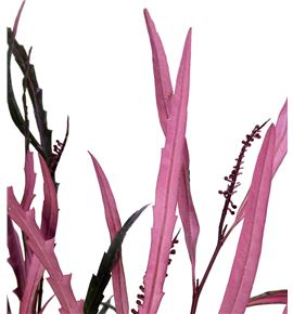 Grevillea rosa - GREROS