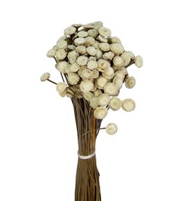 Botao seco natural - BOTSECNAT