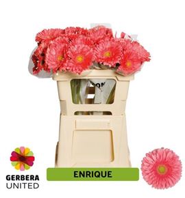 Gerbera enrique 50 x10 - GERENR5010