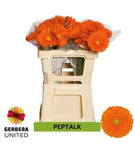 Gerbera peptalk 50 x10 - GERPEP5010